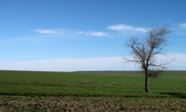 Yeşil çayır çimen ekilebilir, bahar
