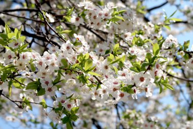 Meyve ağaçları, beyaz çiçek çiçeklenme