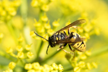 WASP sarı bir çiçek üzerinde Kapat