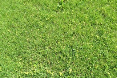 Çim yeşil çim arka plan