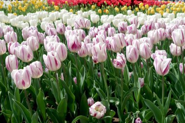 Bahar manzara, Çiçek Lale