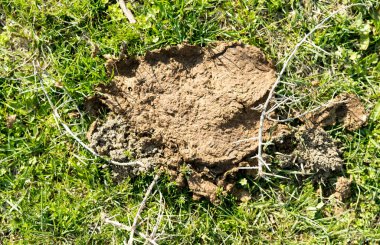 Yeşil çimüzerinde atıkları