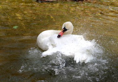 Beyaz Kuğu suya temizlenir