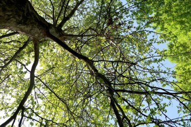 Gökyüzüne aşağıdan görünümünde ağaçlarının dalları