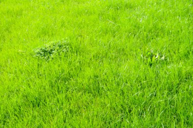 Yeşil çim bitkileri, arka plan