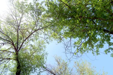 Gökyüzüne aşağıdan görünümünde ağaçlarının dalları