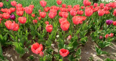 Parlak laleler, bahar manzara