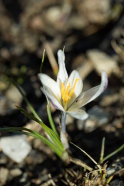 güzel beyaz bahar çiçek, portre