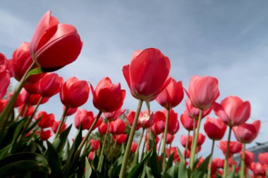 Gökyüzü, Çiçek Lale görüntülemek aşağıdan