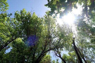 Gökyüzüne aşağıdan görünümünde ağaçlarının dalları