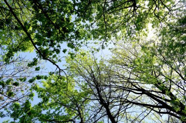 Gökyüzüne aşağıdan görünümünde ağaçlarının dalları