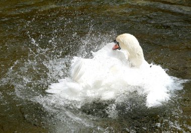 Beyaz Kuğu suya temizlenir