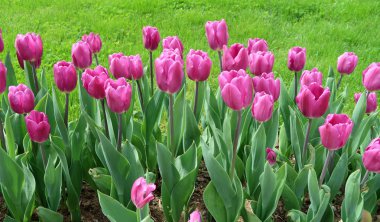 Mor laleler, yeşil çim