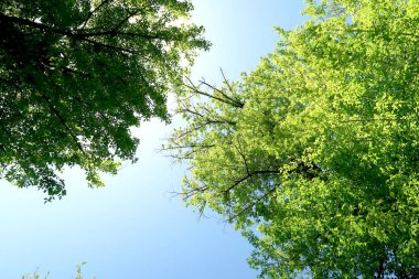 Gökyüzüne aşağıdan görünümünde ağaçlarının dalları