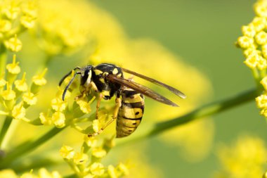 WASP sarı bir çiçek üzerinde Kapat