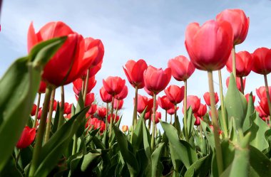 Gökyüzü, Çiçek Lale görüntülemek aşağıdan