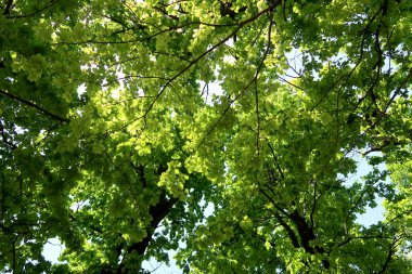 Gökyüzüne aşağıdan görünümünde ağaçlarının dalları