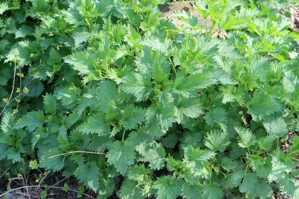 Plantas Grama Verde Fundo — Fotografia de Stock