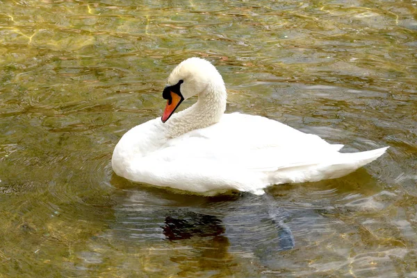 Weißer Schwan Wird Wasser Geputzt — Stockfoto