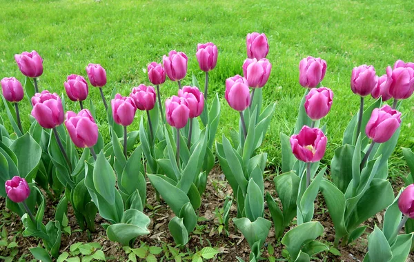 Mor laleler, yeşil çim