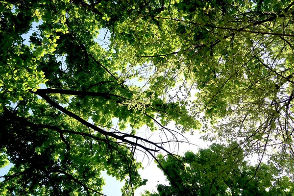 Branches Arbres Dans Vue Bas Dans Ciel — Photo