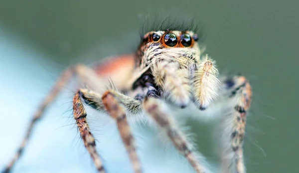 Αράχνη Κλείστε Επάνω Μακροεντολή Άγριας Ζωής — Φωτογραφία Αρχείου