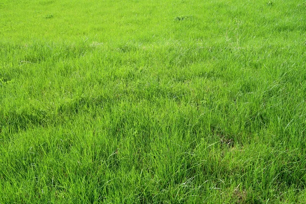 Grüne Graspflanzen Hintergrund — Stockfoto