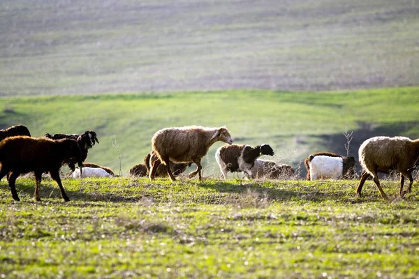 Flock Sheep Green Meadow — Stock Fotó