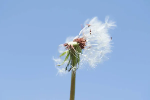 Diente León Blanco Contra Cielo —  Fotos de Stock