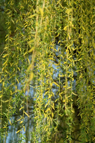 Piletreet Blomstrer – stockfoto