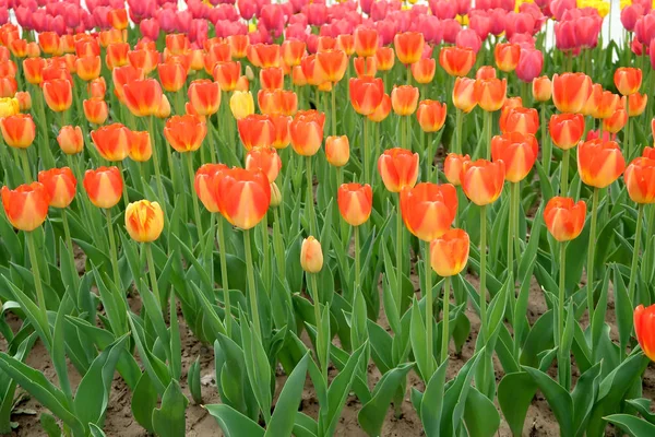 Paisagem Primavera Flores Tulipas — Fotografia de Stock