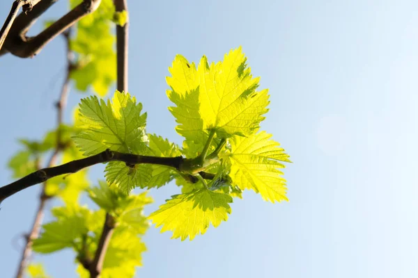 春天天空下的葡萄绿叶 — 图库照片