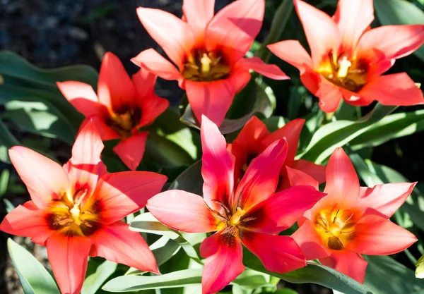 Flores Frescas Tulipán Primavera —  Fotos de Stock