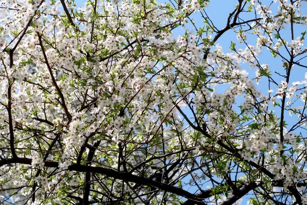 Fioritura Alberi Frutto Fiori Bianchi — Foto Stock