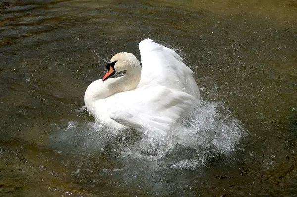 Beyaz Kuğu suya temizlenir
