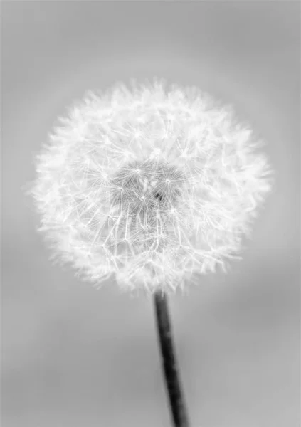 Paardebloem Zwart Witte Achtergrond — Stockfoto