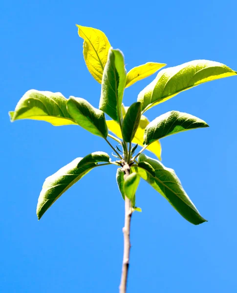 Gröna Blad Mot Himlen — Stockfoto