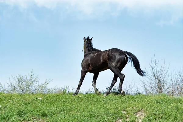 Dark Horse Groen Gras — Stockfoto