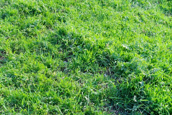 Juicy Green Grass Background — Stock Photo, Image