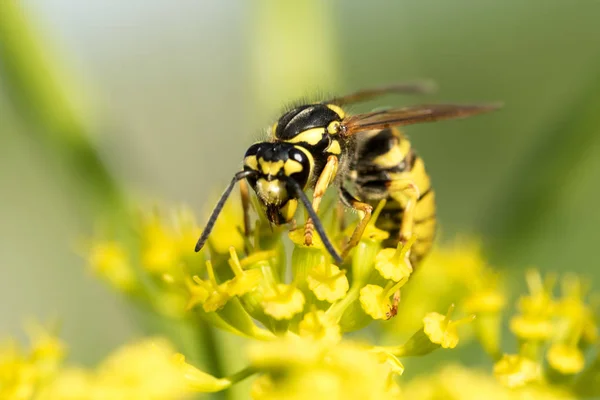 Avispa Una Flor Amarilla Cerca — Foto de Stock