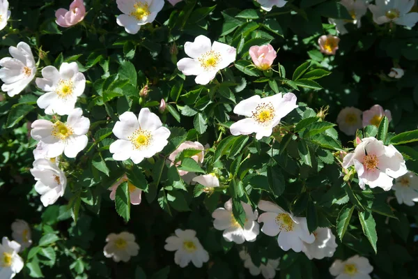 Blommor Dogrose Våren Landskap — Stockfoto