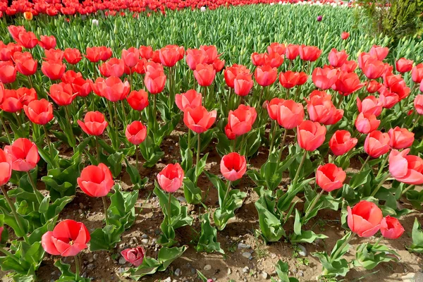 Helle Tulpen Frühlingslandschaft — Stockfoto