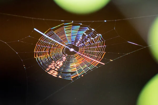 Spinnenweb Wazige Achtergrond — Stockfoto