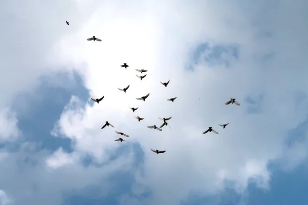 Flock Pigeons High Sky — Stock Photo, Image