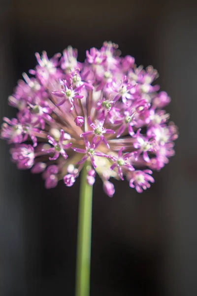 Primer Plano Flor Ajo Púrpura — Foto de Stock