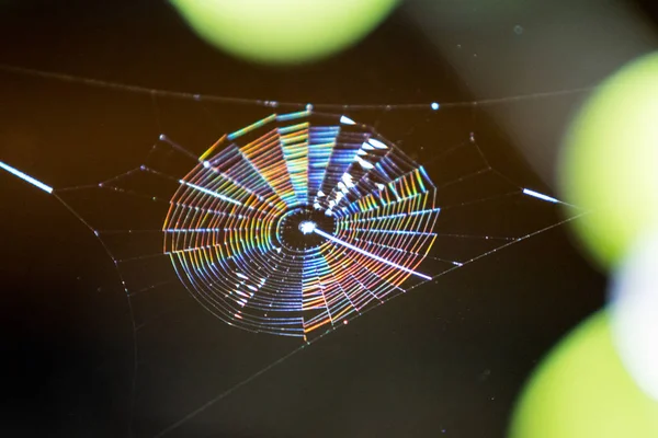 Spider Web Blurred Background — Stock Photo, Image