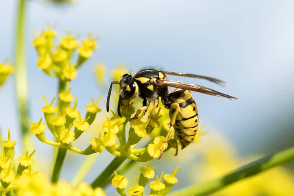 Wasp Een Gele Bloem Close — Stockfoto