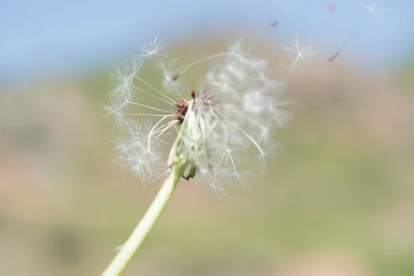 Semillas de diente de león al aire libre —  Fotos de Stock