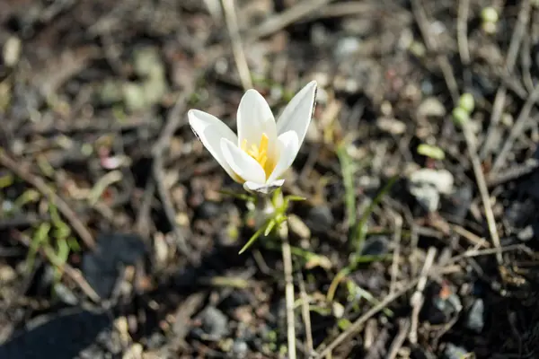 美しい白い春の花 クローズ アップ — ストック写真