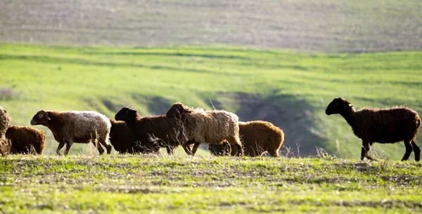 Moutons Dans Les Champs Printemps — Photo